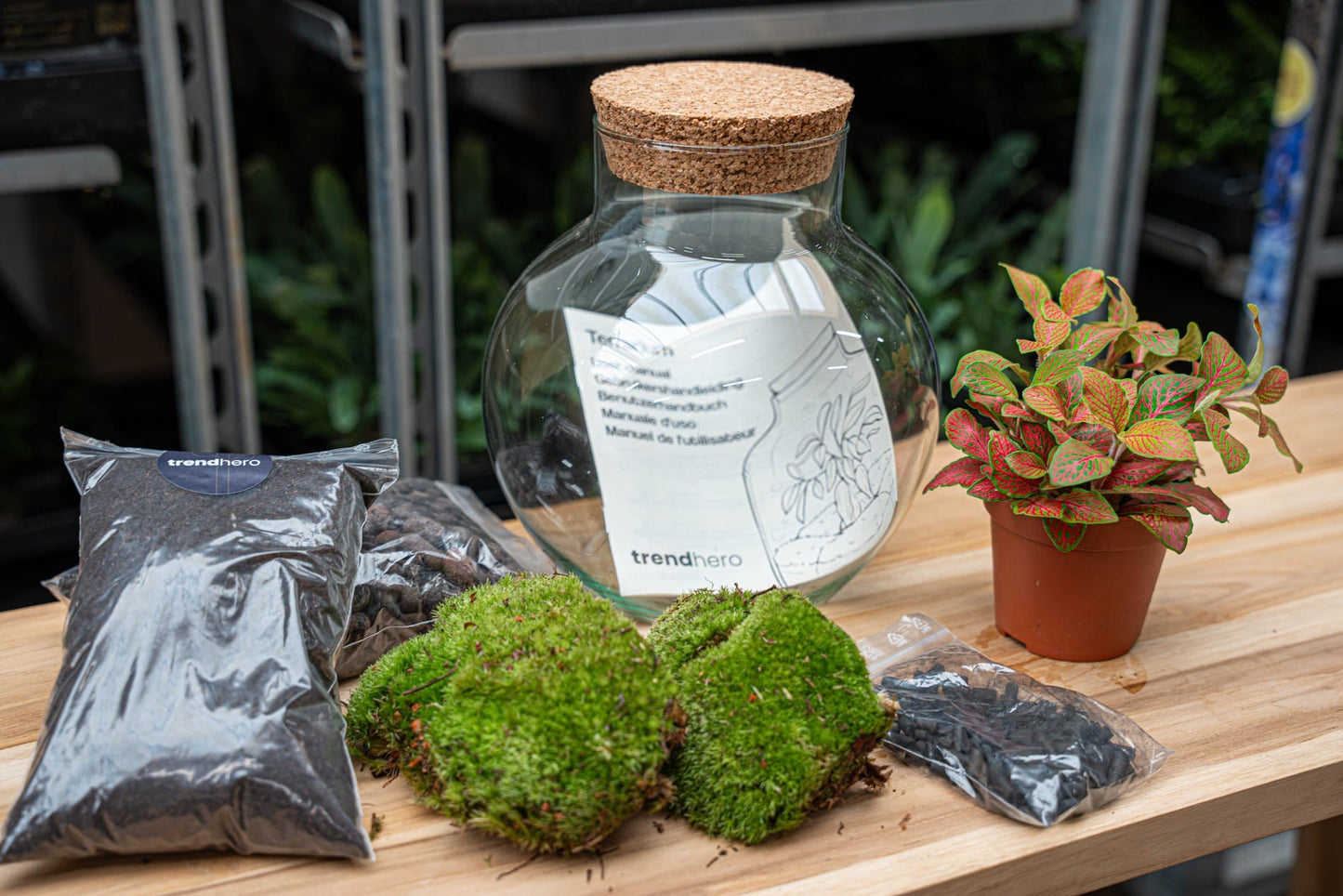 Noah - Terrarium - Bottle Garden Diy Kit - Ø 18.5 Cm ↑ 19 Cm