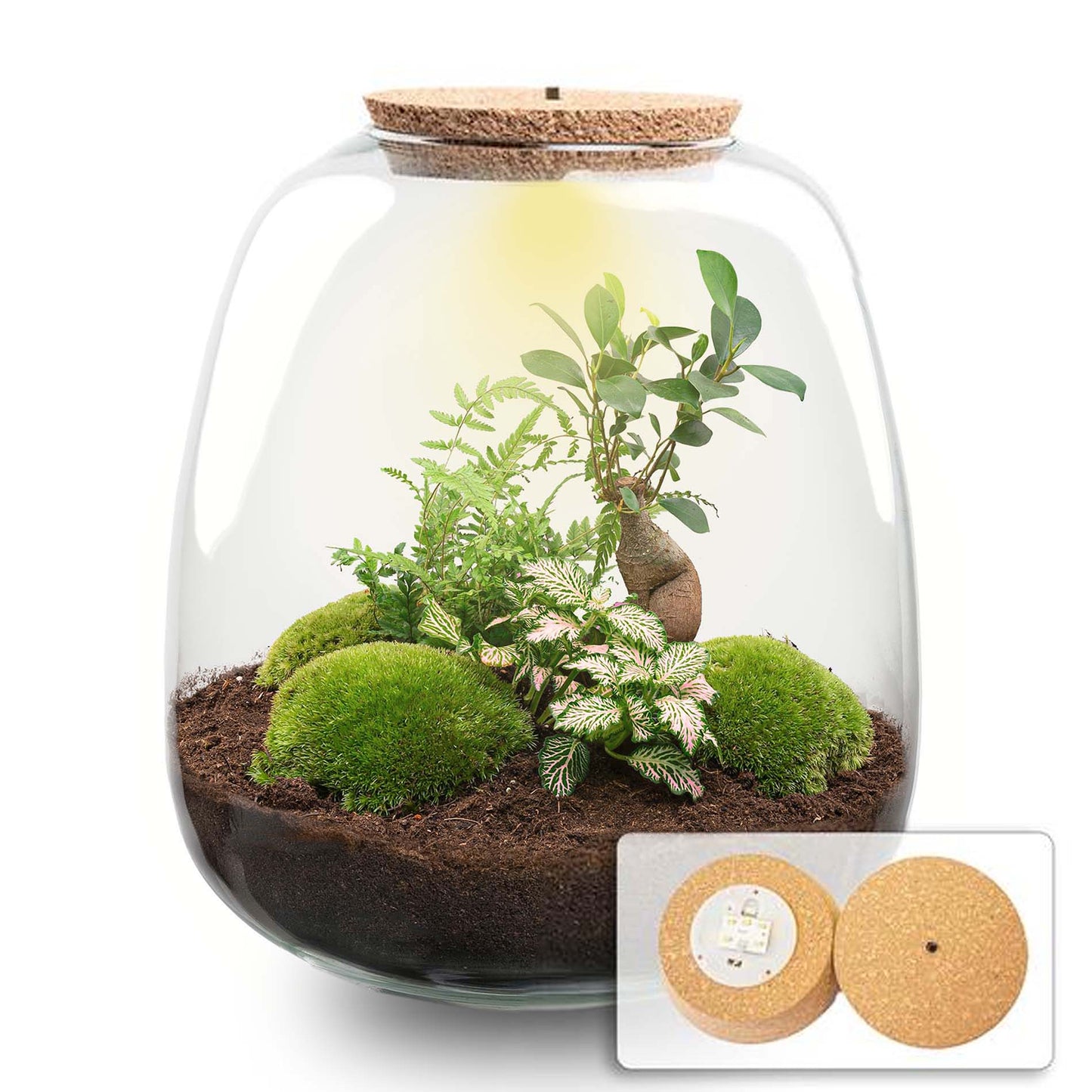 Terrarium Diy Kit - Emma - Diy Kit - ↑ 25 Cm - Ø 23 Cm