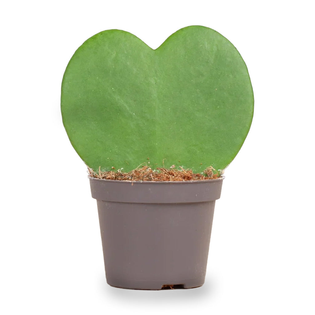 Hoya Kerrii - Heartplant - ↑ 10 Cm - ⌀ 6 Cm