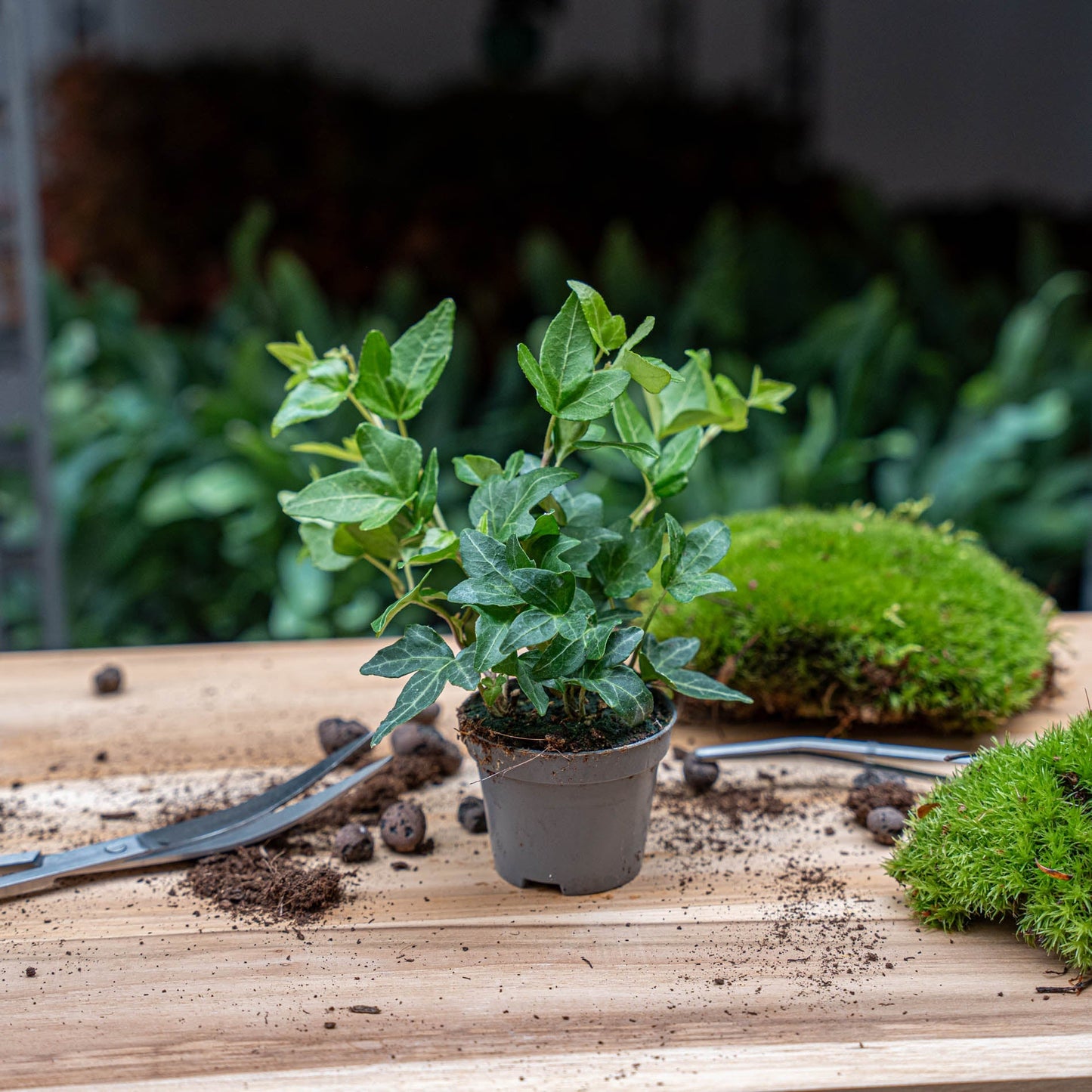 Hedera Helix - Ø 6 Cm - Houseplant & Terrarium Plant