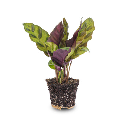 Calathea Lancifolia - Peacock Plant - Terrarium Plant