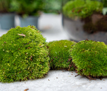 Terrarium Package  – Refill & Starter Package  – Diy Terrarium Kit – Size L/Xl