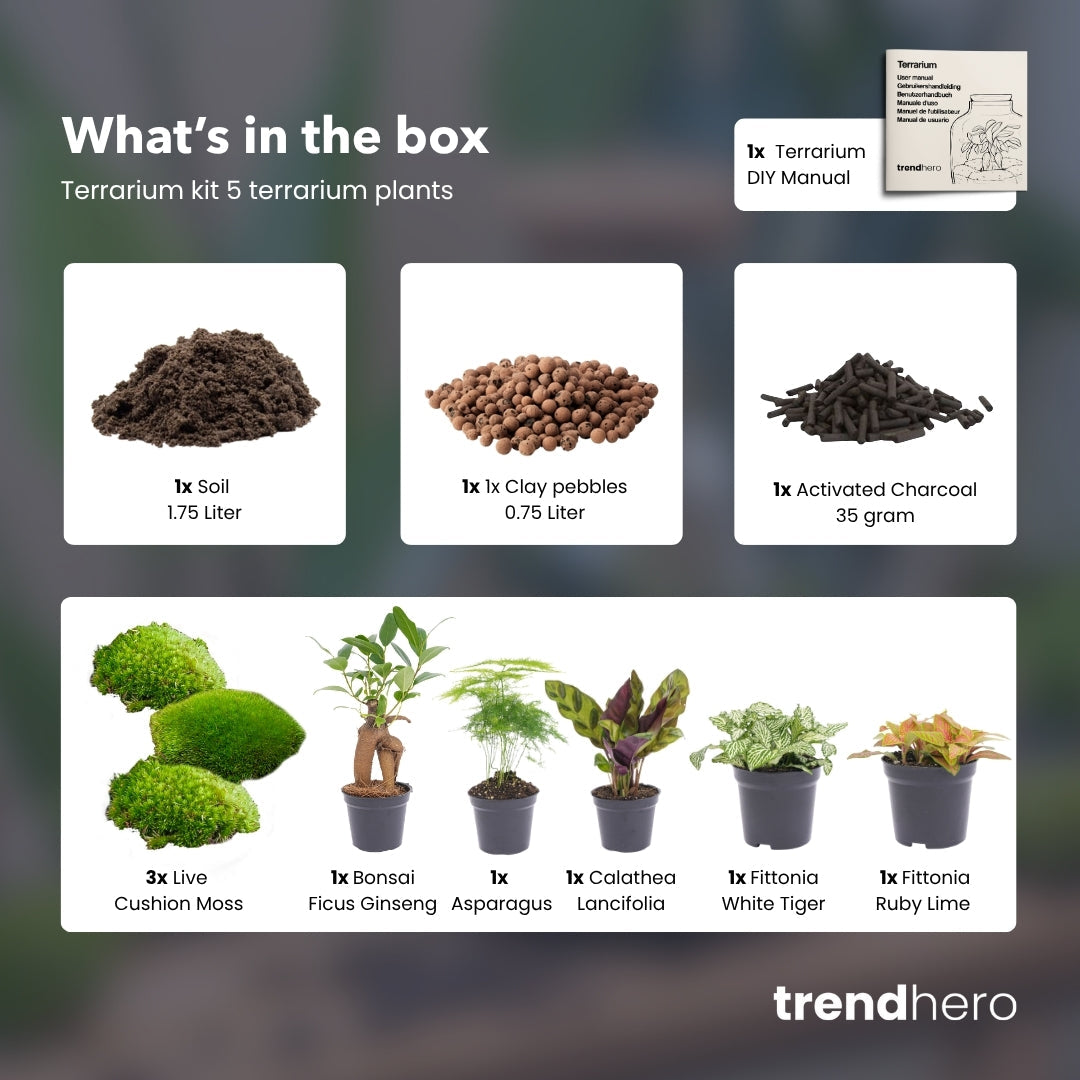 5 Terrarium Plants - Plant Terrarium Refill & Starter Kit - 5 Terrarium Plants - Diy