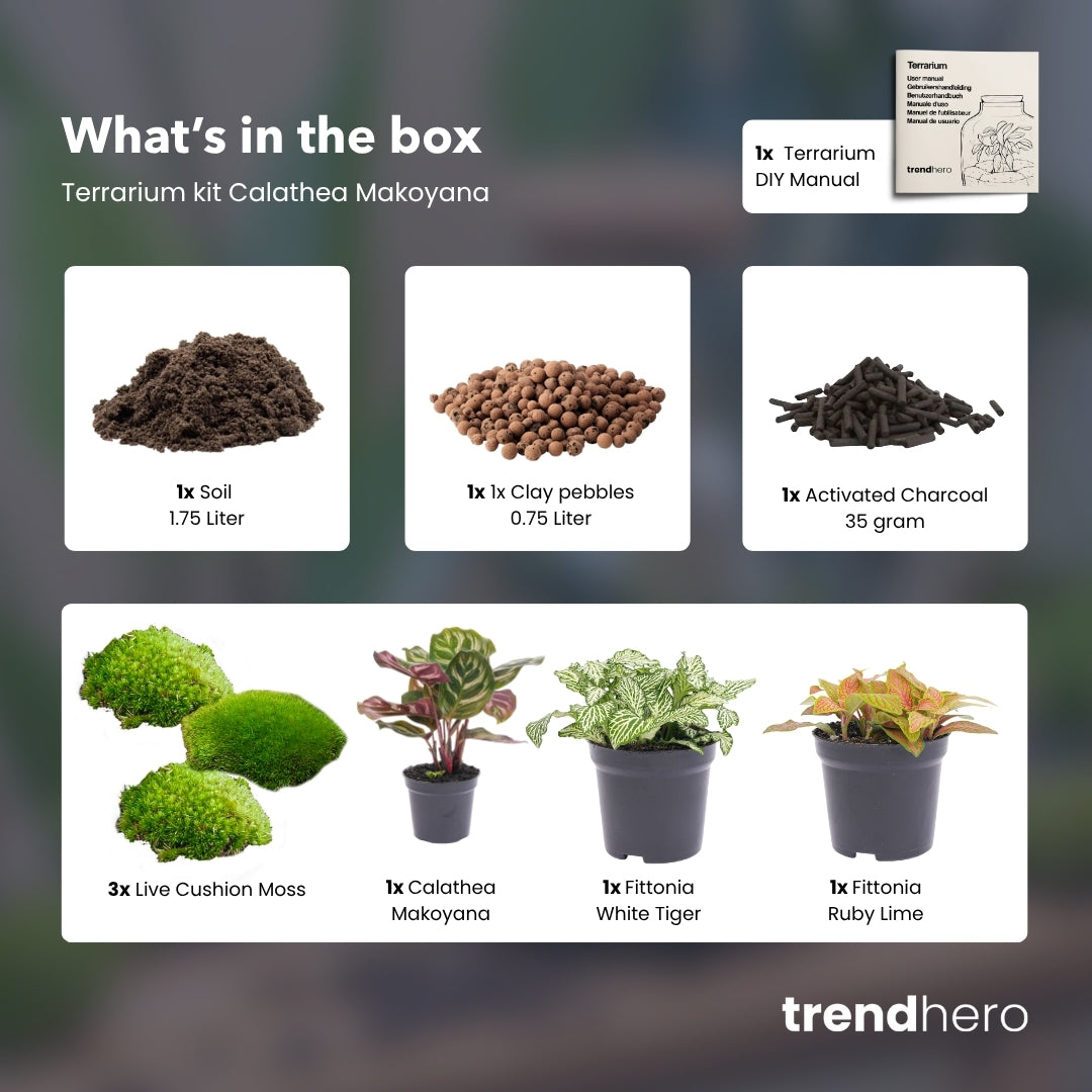 Calathea Makoyana - Plant Terrarium Refill & Starter Kit - 3 Terrarium Plants - Diy