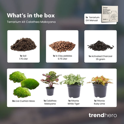 Calathea Makoyana - Plant Terrarium Refill & Starter Kit - 3 Terrarium Plants - Diy