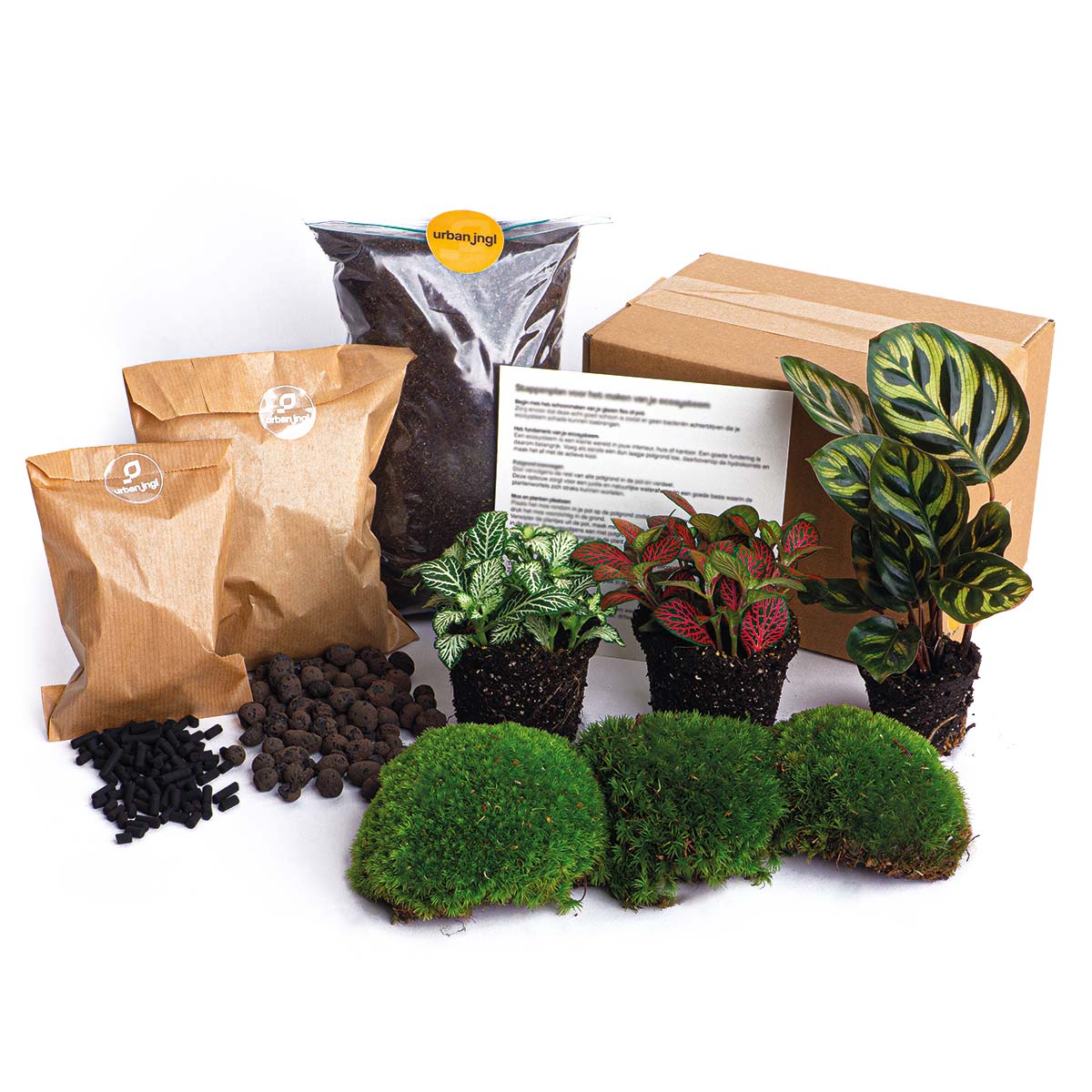 Calathea Makoyana - Plant Terrarium Refill & Starter Kit - 3 Terrarium Plants - Diy