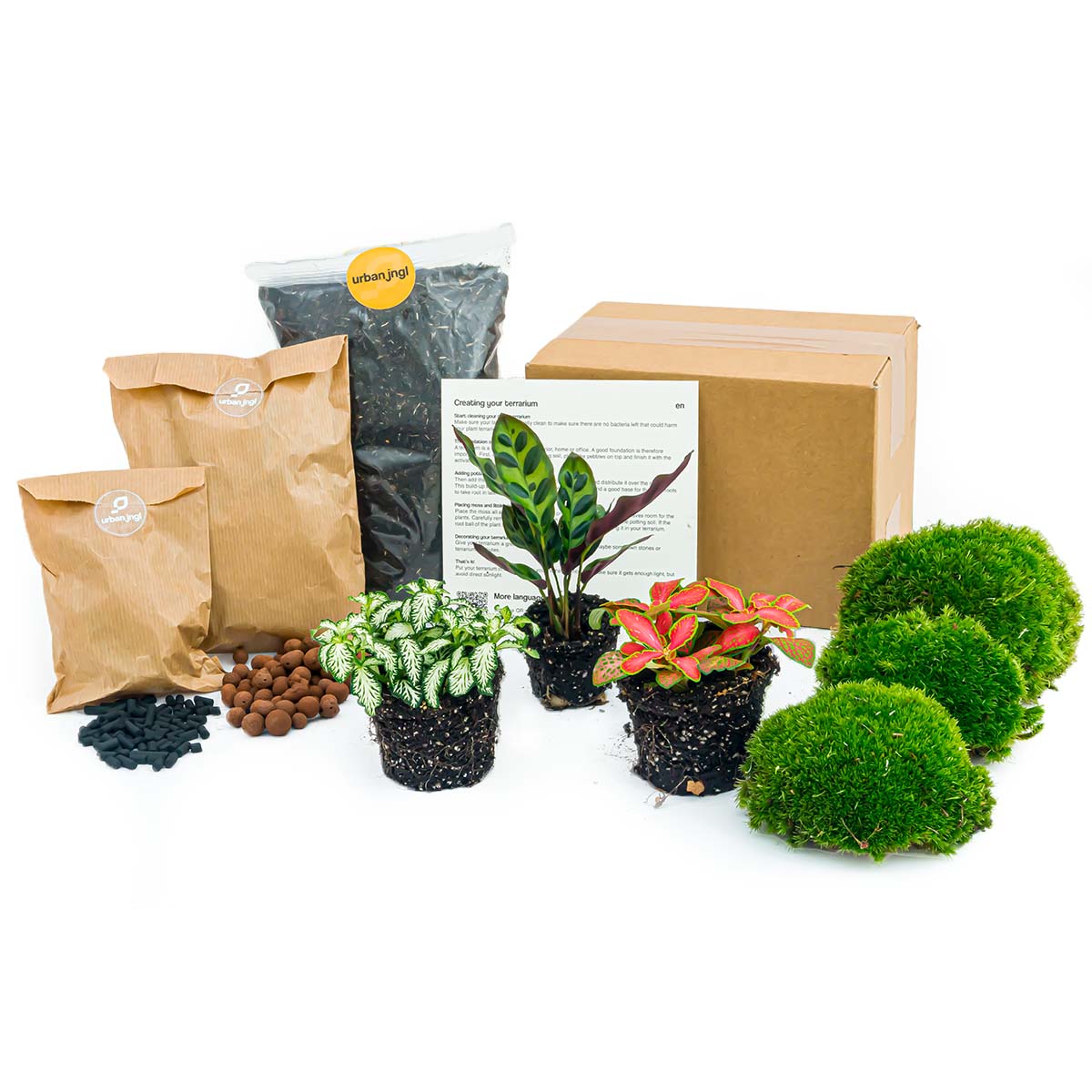 Calathea Lancifolia - Plant Terrarium Refill & Starter Kit - 3 Terrarium Plants - Diy