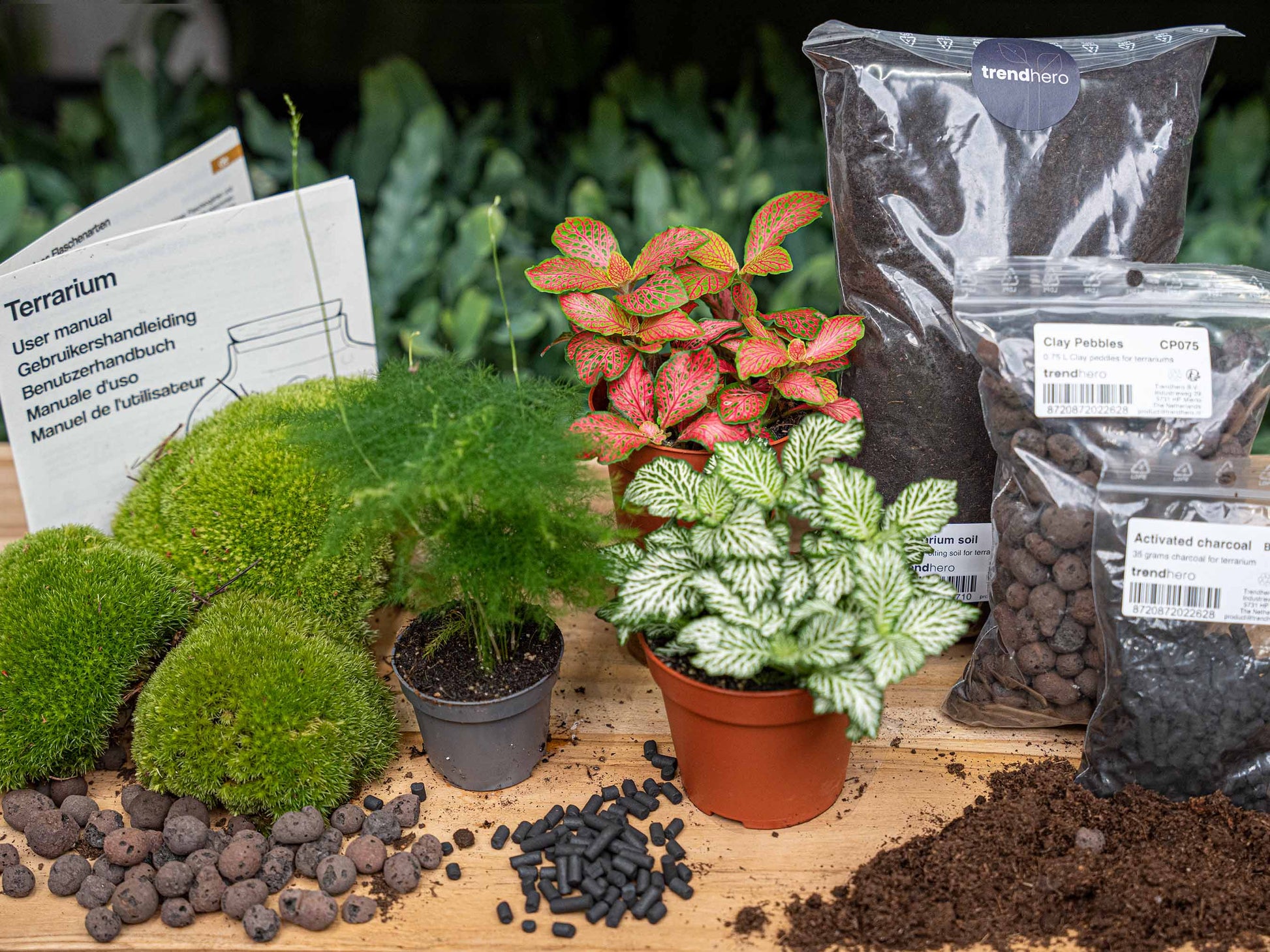 Asparagus - Plant Terrarium Refill & Starter Kit - 3 Terrarium Plants - Diy