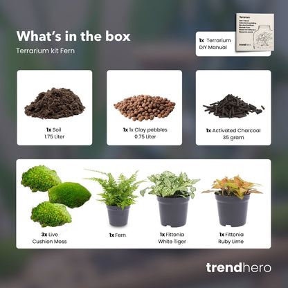 Fern - Plant Terrarium Refill & Starter Kit - 3 Terrarium Plants - Diy