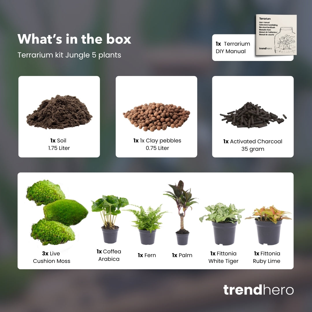 Jungle 5 - Plant Terrarium Refill & Starter Kit - 5 Terrarium Plants - Diy