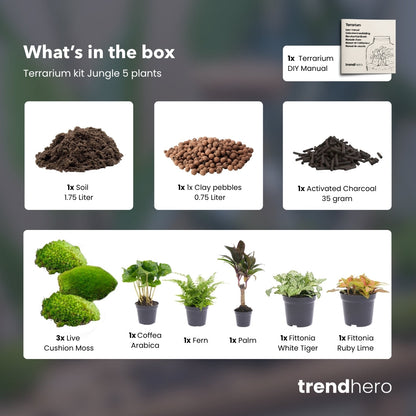 Jungle 5 - Plant Terrarium Refill & Starter Kit - 5 Terrarium Plants - Diy