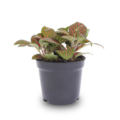Fittonia Red - Mosaic Plant