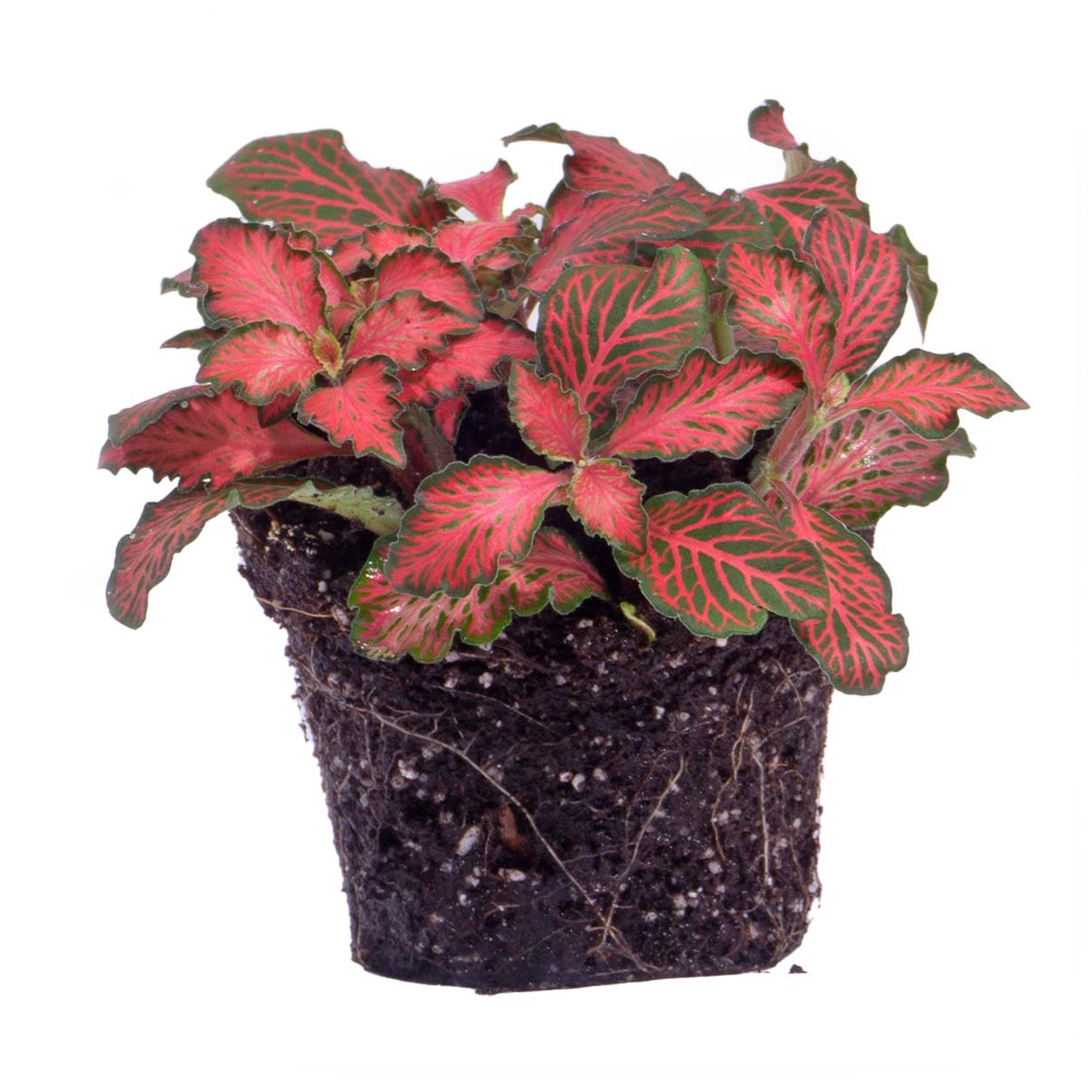 Fittonia Red - Mosaic Plant
