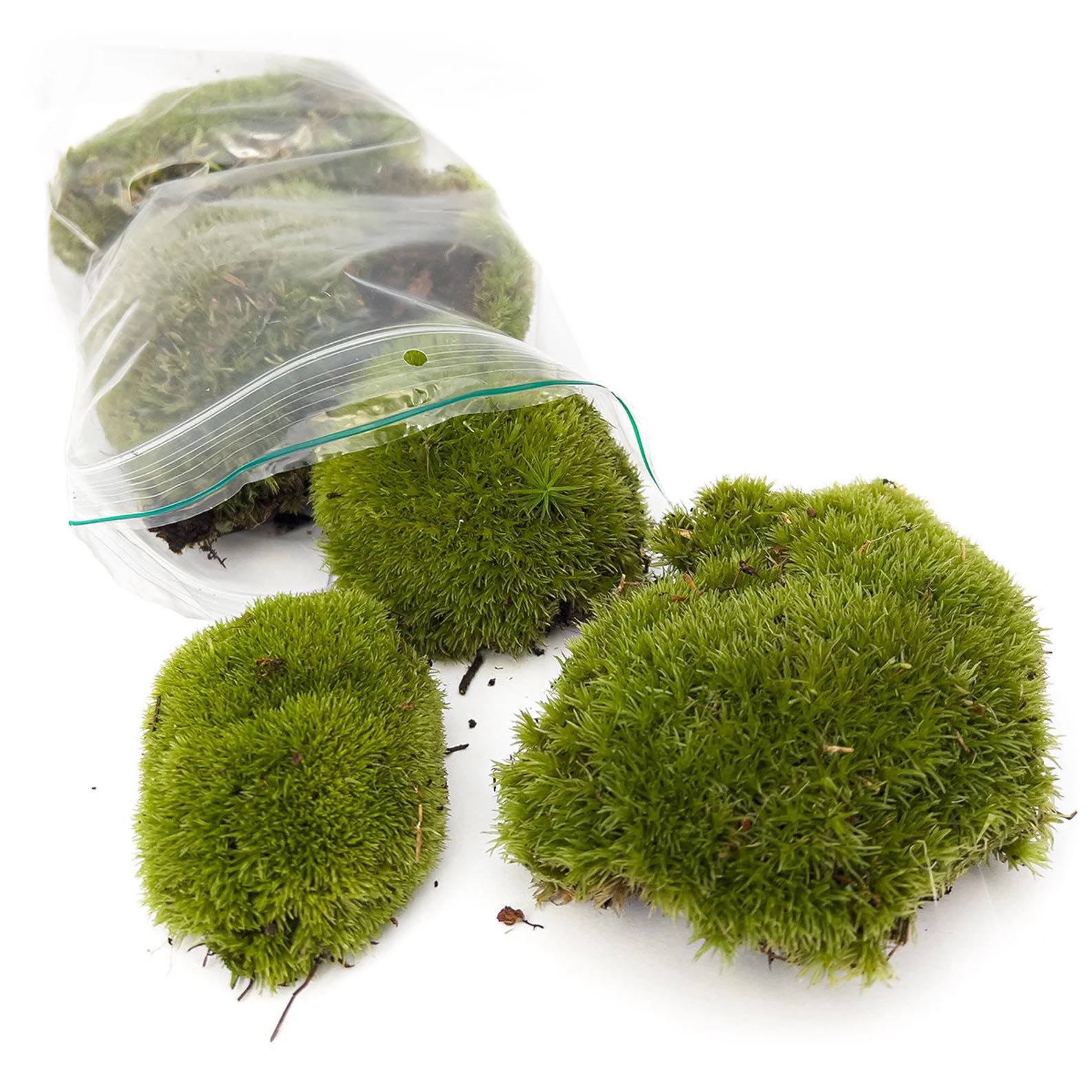 Live Cushion Moss - Premium Fresh Moss - Bun Moss - Pillow Moss - Leucobryum Glaucum