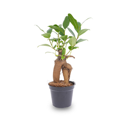 Ficus Ginseng Bonsai - Microcarpa - ↑ Ca. 15 Cm - Ø 6 Cm