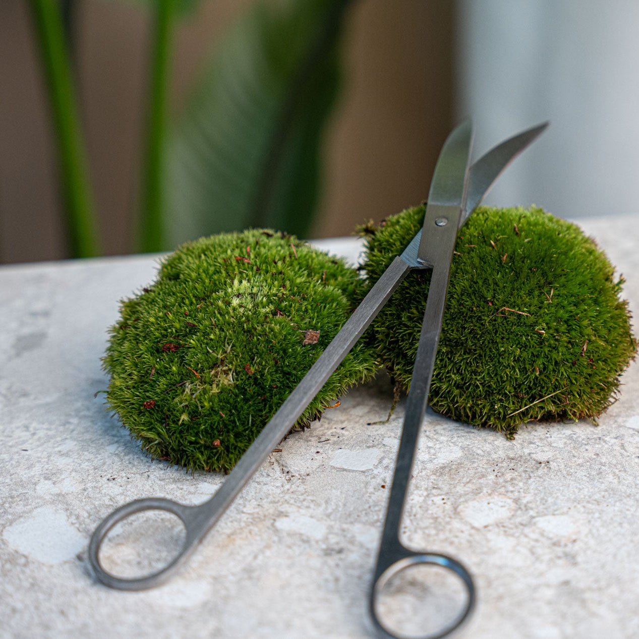 Terrarium Scissors - Metal - 25 Cm - Extra Long - Curved Blades - Stainless Steel