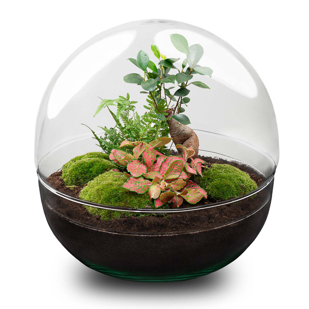 DIY Flaschengarten Dome XL (28cm): Bonsai Mini-Ökosystem – GrünGeist
