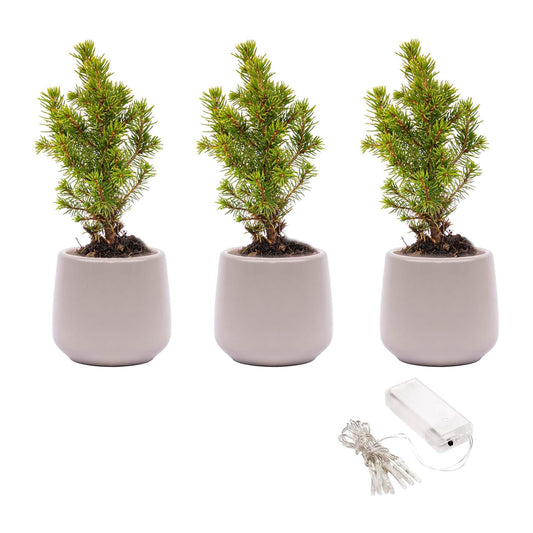 Mini Christmas Tree Set Of 3 - Includes 3X Joey Grey Pots + 20 Led Lights