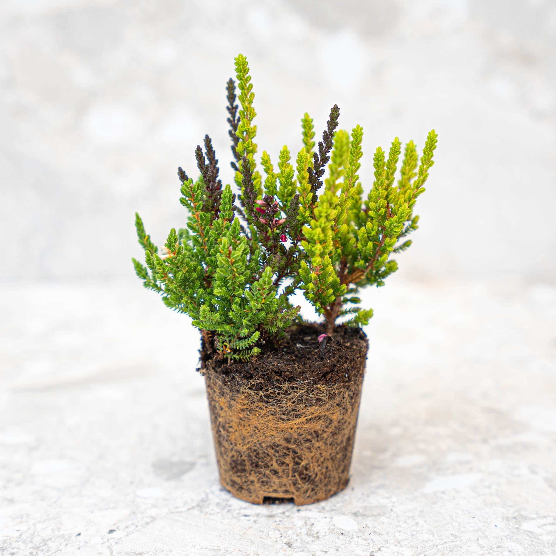 Calluna Vulgaris - Garden Girls 'Sunset Girls' - Mini