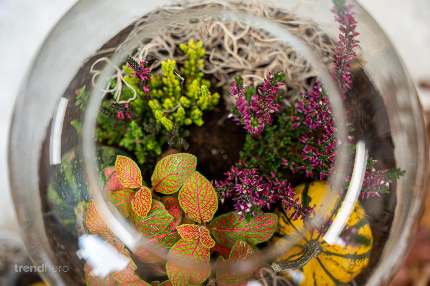 Calluna Vulgaris - Garden Girls 'Sunset Girls' - Mini