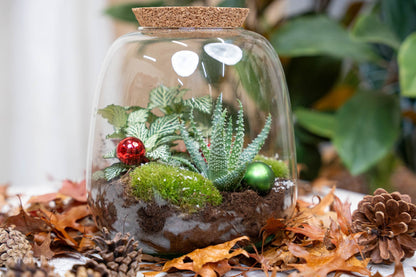 Pine Cones 10 Pcs - Size 4 - 6 Cm (Small)