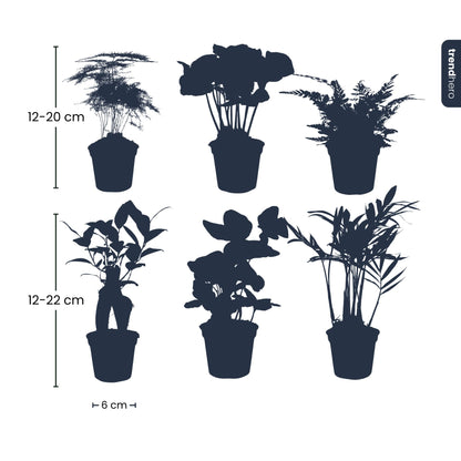 Plant Set - 6 Green Plants - Baby And Terrarium Plants