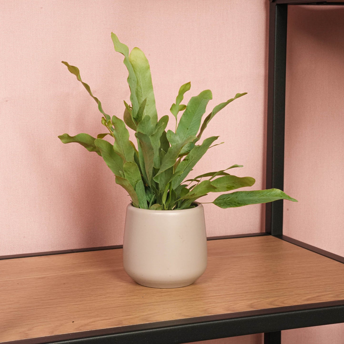 Phlebodium Blue Star - Pot Size 6 - Baby Plant - Terrarium Plant