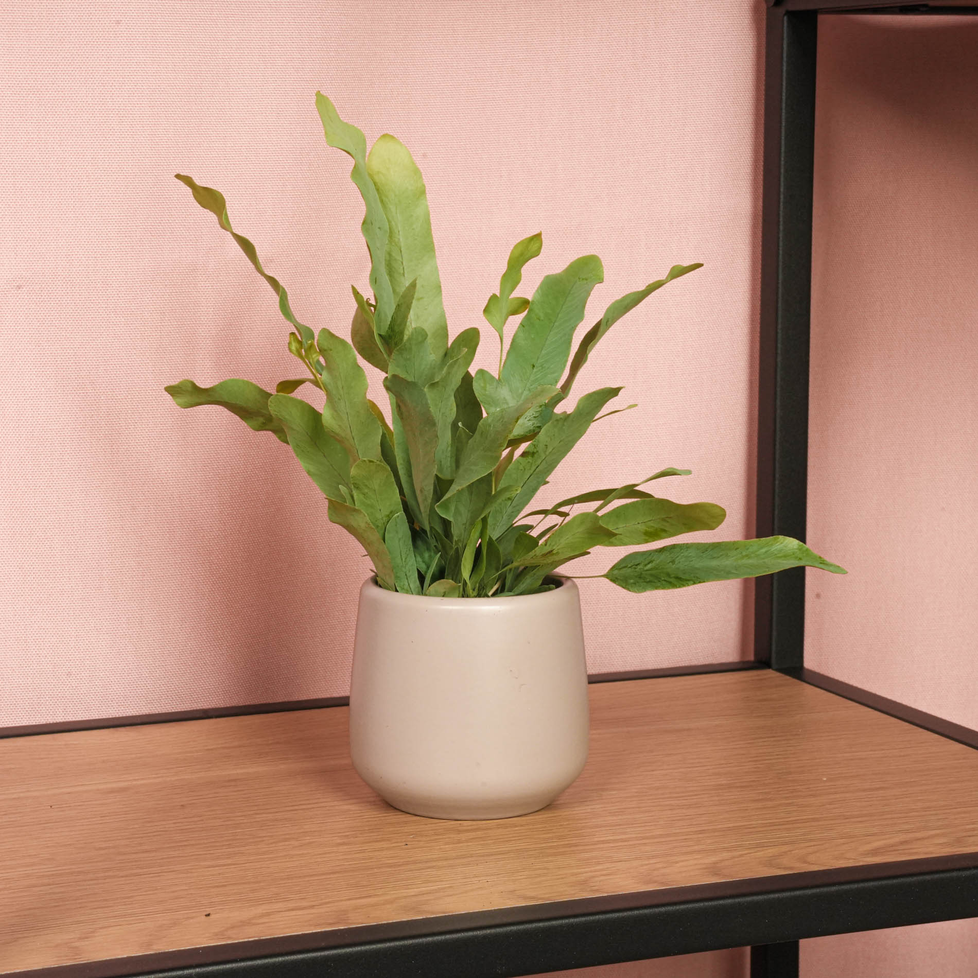 Phlebodium Blue Star - Pot Size 6 - Baby Plant - Terrarium Plant