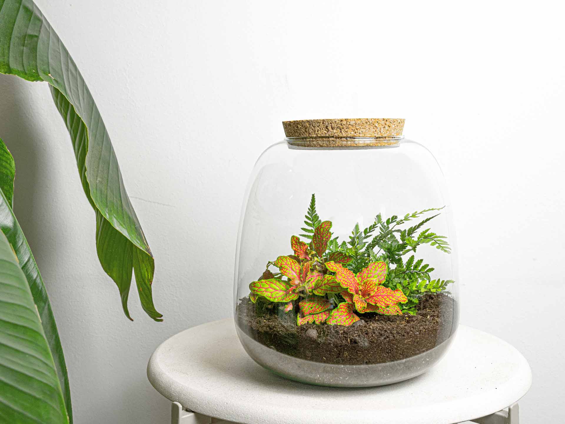Emma Mini - Terrarium With Cork - Bottle Garden Diy Kit - Ø 19 Cm ↑ 20 Cm