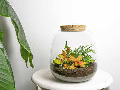 Emma Mini - Terrarium With Cork - Bottle Garden Diy Kit - Ø 19 Cm ↑ 20 Cm
