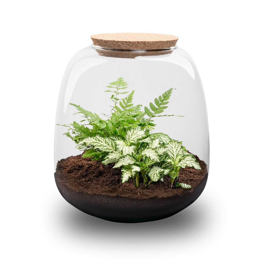 Emma Mini - Terrarium With Cork - Bottle Garden Diy Kit - Ø 19 Cm ↑ 20 Cm