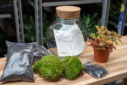 Noah - Terrarium - Bottle Garden Diy Kit - Ø 18.5 Cm ↑ 19 Cm