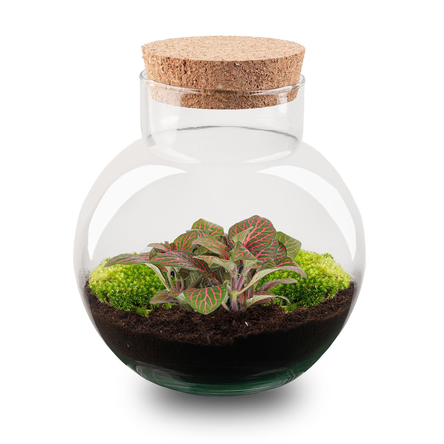 Noah - Terrarium - Bottle Garden Diy Kit - Ø 18.5 Cm ↑ 19 Cm