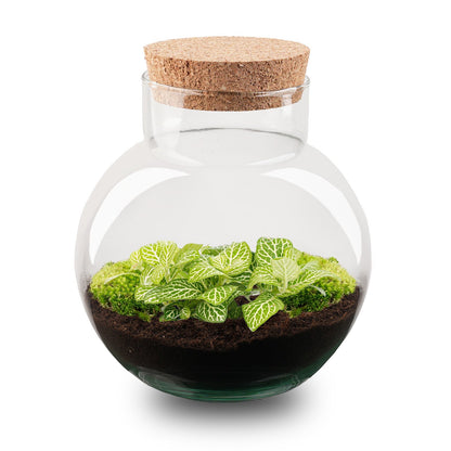 Noah - Terrarium - Bottle Garden Diy Kit - Ø 18.5 Cm ↑ 19 Cm