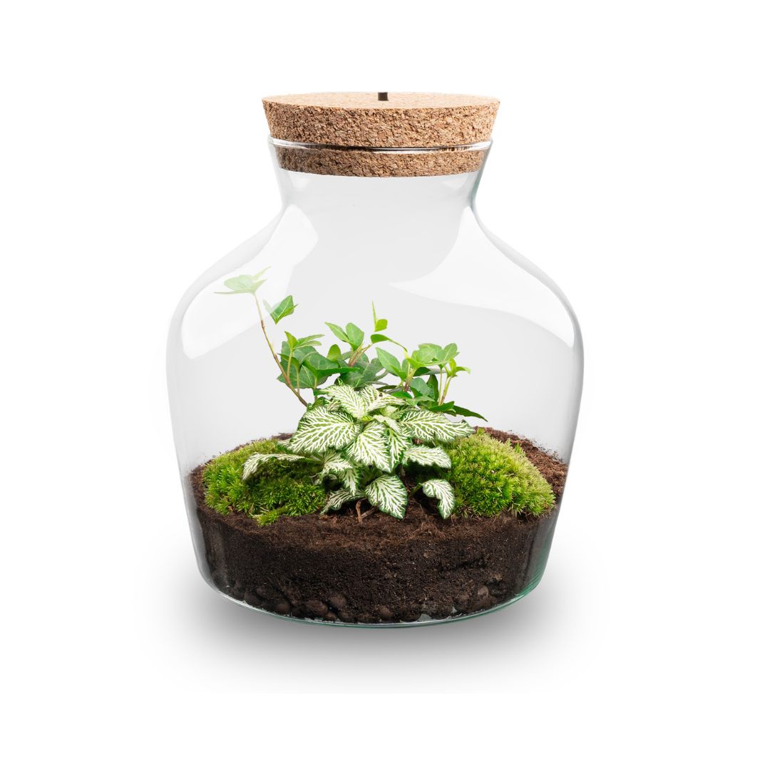 Little Joe - Terrarium With Light - Bottle Garden Diy Kit - Ø 20 Cm ↑ 22 Cm