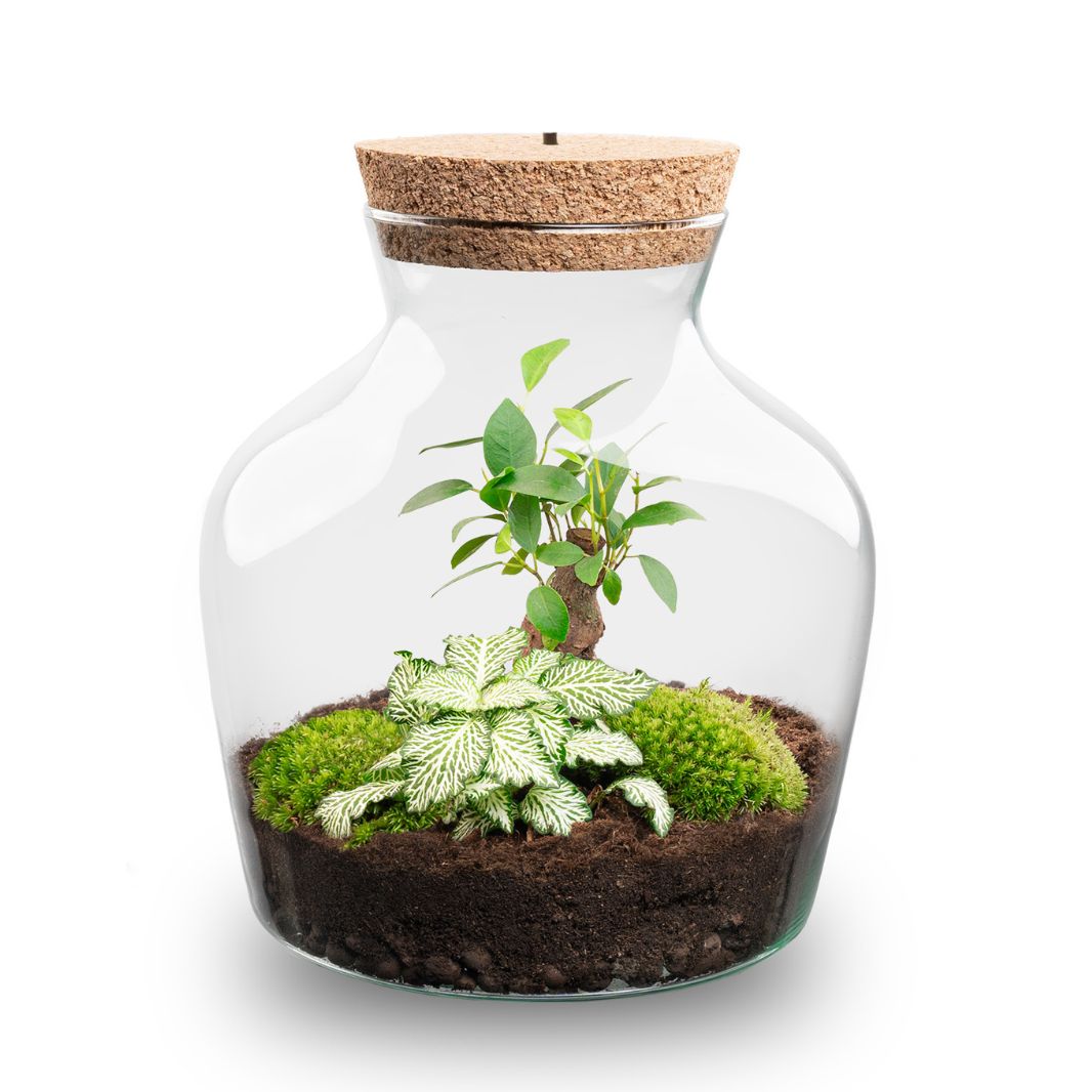 Little Joe - Terrarium With Light - Bottle Garden Diy Kit - Ø 20 Cm ↑ 22 Cm