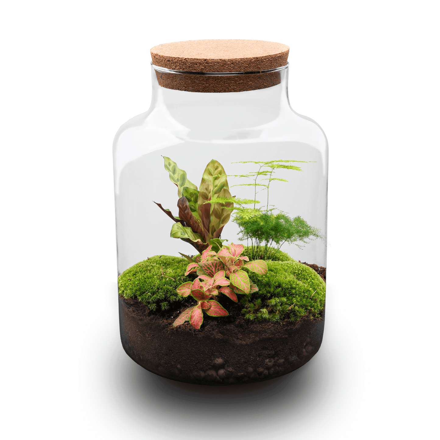Milky - Terrarium - Bottle Garden Diy Kit - Ø 21 Cm ↑ 30 Cm