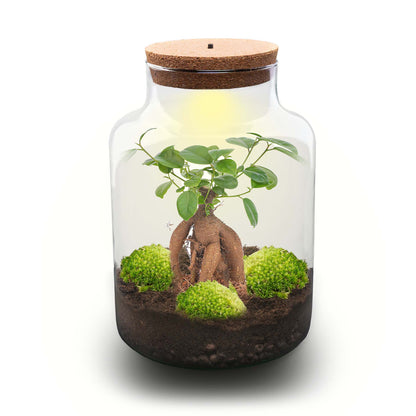 Milky Bonsai - Terrarium - Bottle Garden Diy Kit - Ø 21 Cm ↑ 30 Cm