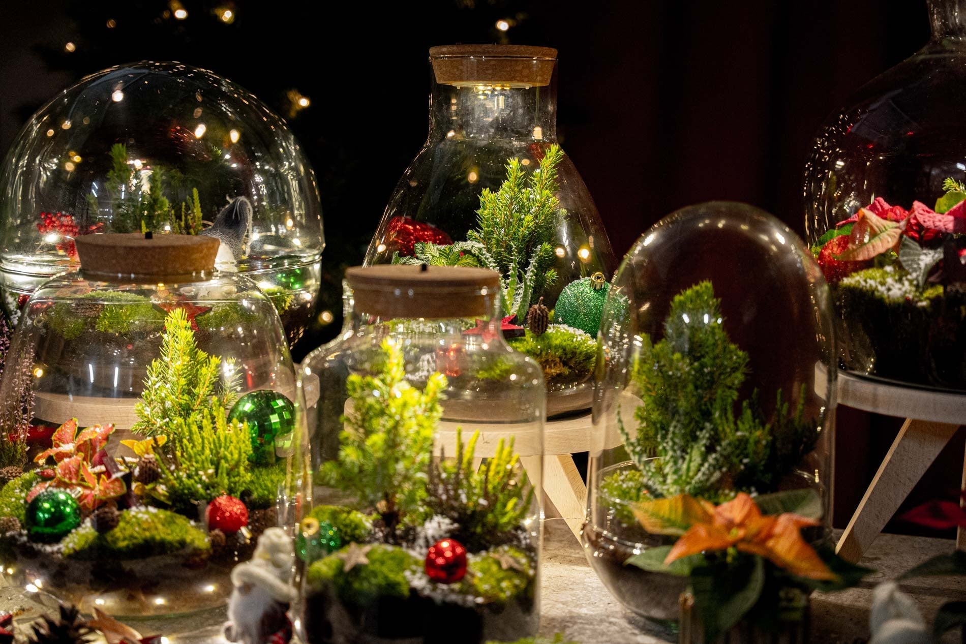 Evergreen Christmas Terrarium - Bottle Garden Diy Kit - Ø 20 Cm ↑ 22 Cm