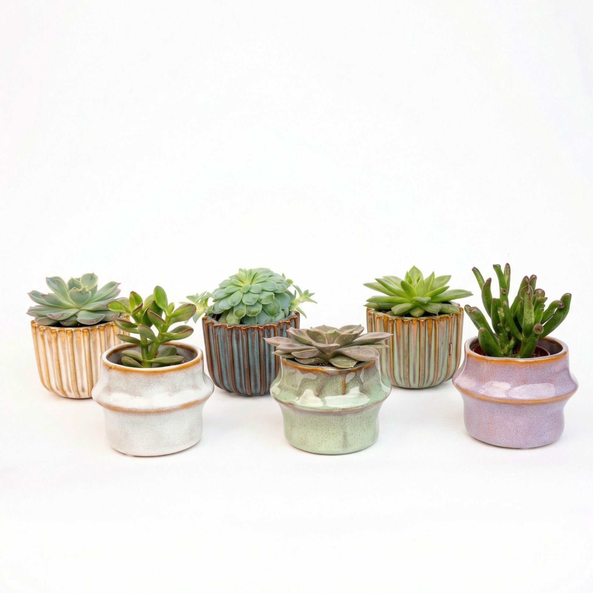 Succulents Set Of 6 In Ceramic Mini Pot Barcelona - ↑ 8–12 Cm
