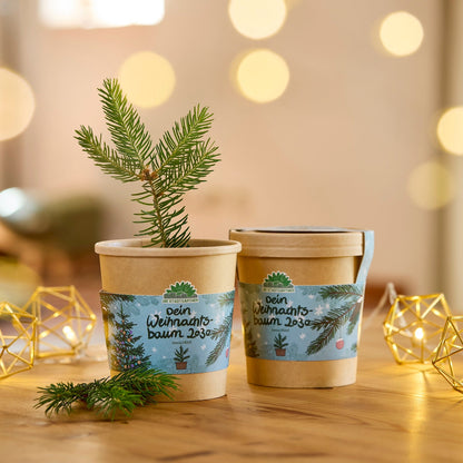 Festliches Anzucht-Set – 3 weihnachtliche Sorten